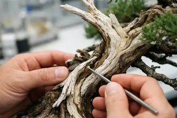 The Art of Jin and Shari: Creating Natural Deadwood Features