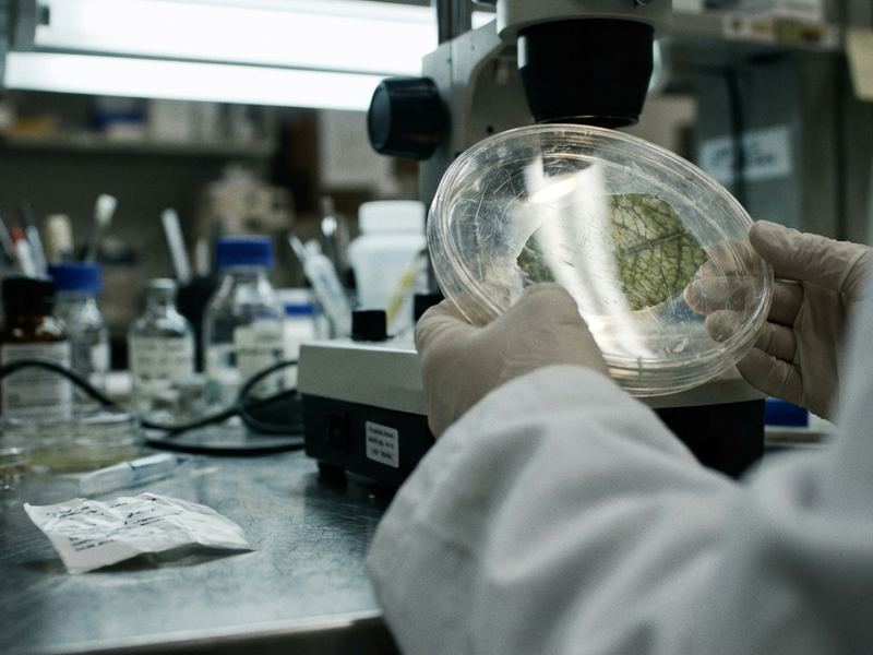 Microscope view or petri dish, scientific context analyzing Ficus leaf tissue for indoor bonsai horticulture