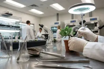 Why California is Becoming a Global Hub for Bonsai Artists