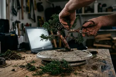 Year One: Reveal the Trunk, Protect the Tree
