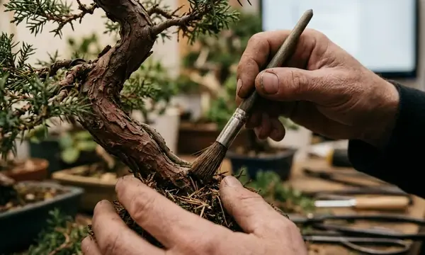 Navigating Coastal Fog and Inland Heat: A Microclimate Guide for California Bonsai Growers