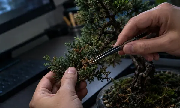 Your Desk is Killing Your Juniper: The Harsh Reality of Indoor Bonsai