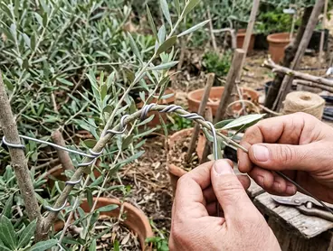 Image showing wired olive shoot